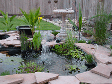 New palms and Bird of Paradise