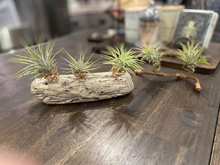 air plant holder