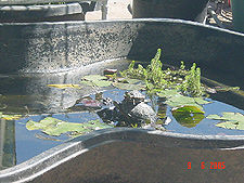 Baby turtle getting some sun.