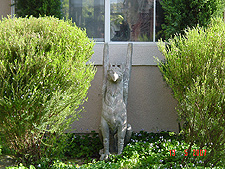 The Gryphon can see again!