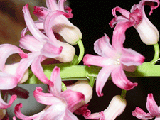 Pink Hyacinth