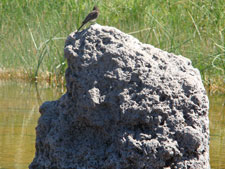 bird on a rock