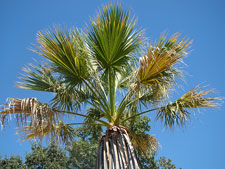 palm tree