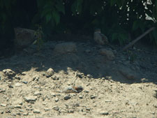 a little bird buried himself in the dirt