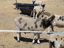 Jacob the Four Hurned Sheet