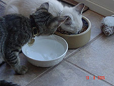 Allie being good and letting Lily eat.