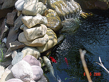 Koi at the waterfall.