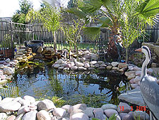 Pond, March 2006