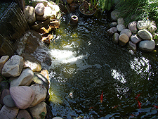 Pond 2010