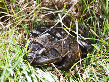 Our huge bullfrog