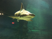 Six Flags Discovery Kingdom