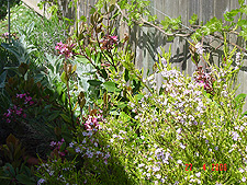 Grapes and shrubs along fence.