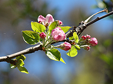 Apple blossoms