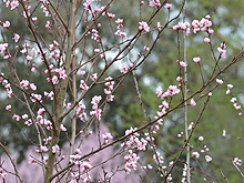 pretty pink blossoms