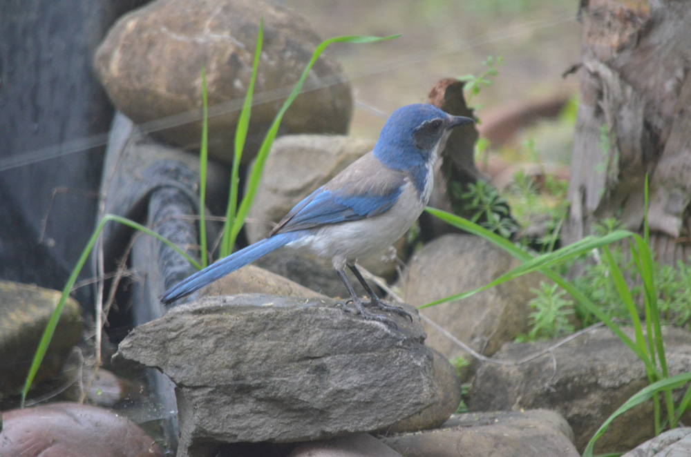 scrub jay