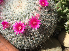 cactus blooms