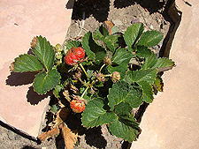 Strawberries