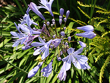 Agapanthus