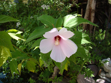 Flowering pond plant.