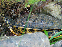 Shelly enjoying some shade on a warm day.