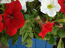 Patriotic Petunias