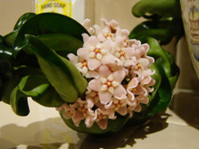 beautiful bloom from Hoya plant cutting