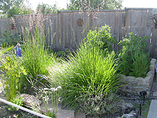 Our Garden is growing...