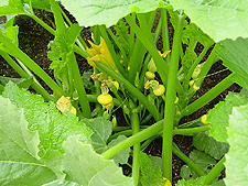 Baby squash...