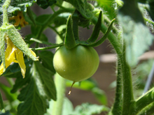 first tomato