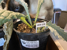 vegetablegarden_24/garden