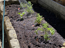 vegetablegarden_24/garden