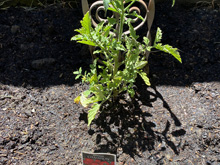 vegetablegarden_24/garden