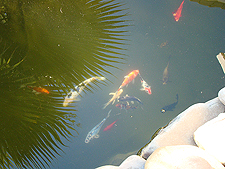 koi enjoying a sunny day...