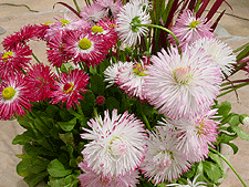 English Daisies